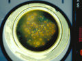 Numération de bactéries par culture sur milieu solide en boîte de Pétri