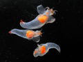 Clione limacina, mollusque pélagique et planctonique (Campagne IBTS 2010 en mer du Nord)